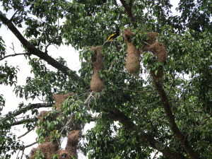 Pájaro y nido de Gulungo