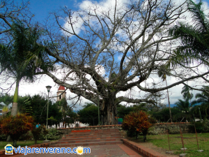 Ceiba.