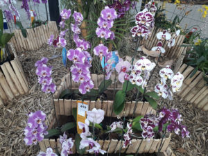 Orquídeas.