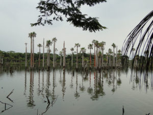 Laguna.