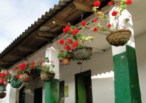 Flores.