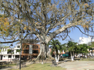 Árbol.