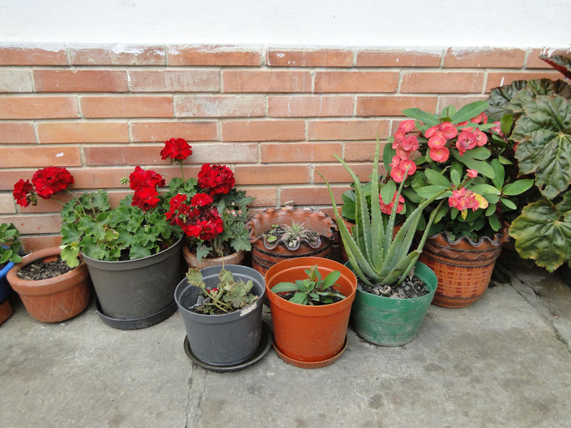 Plantas. 