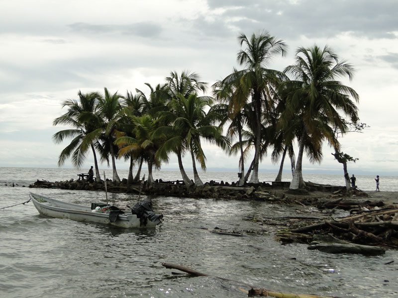 Palmeras. 
