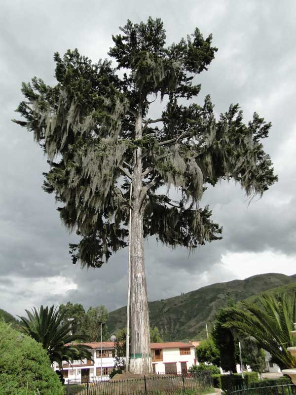 Árbol. 