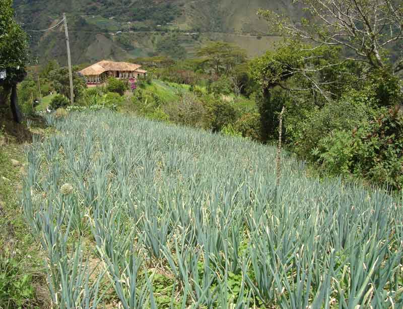 Cultivo. 
