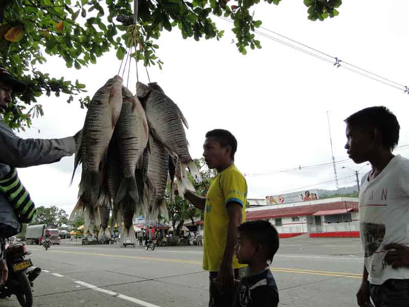 Pescados. 