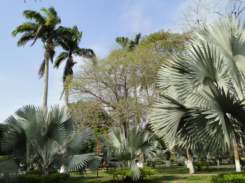 Palmeras. 