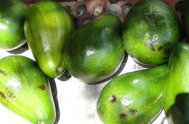 Aguacates. 