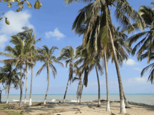 Palmeras.