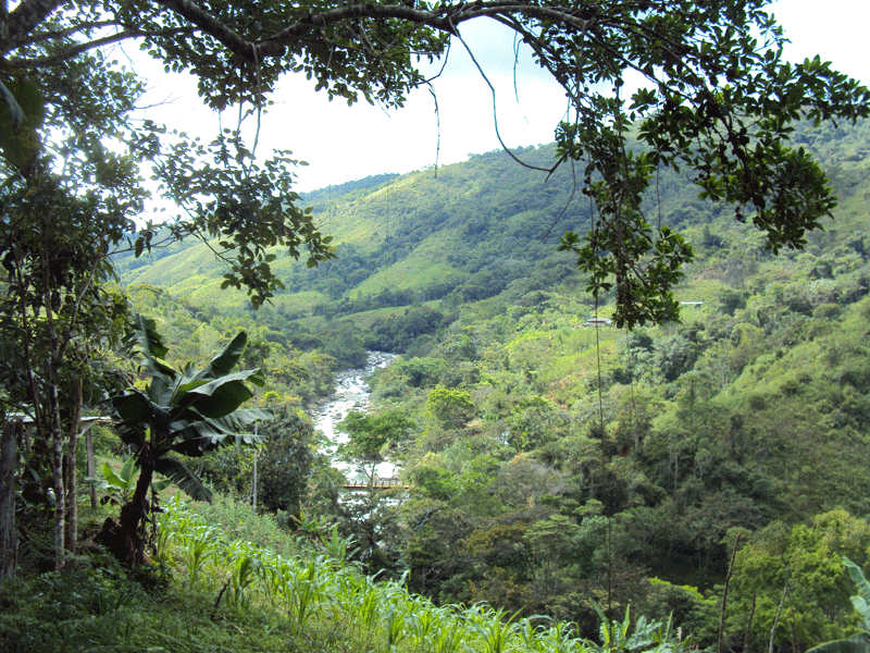 Bosque.