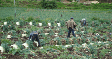 Cultivadores.